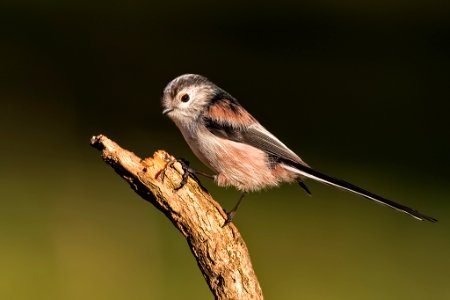Long-tailed Tit (Aegithalos caudatus)