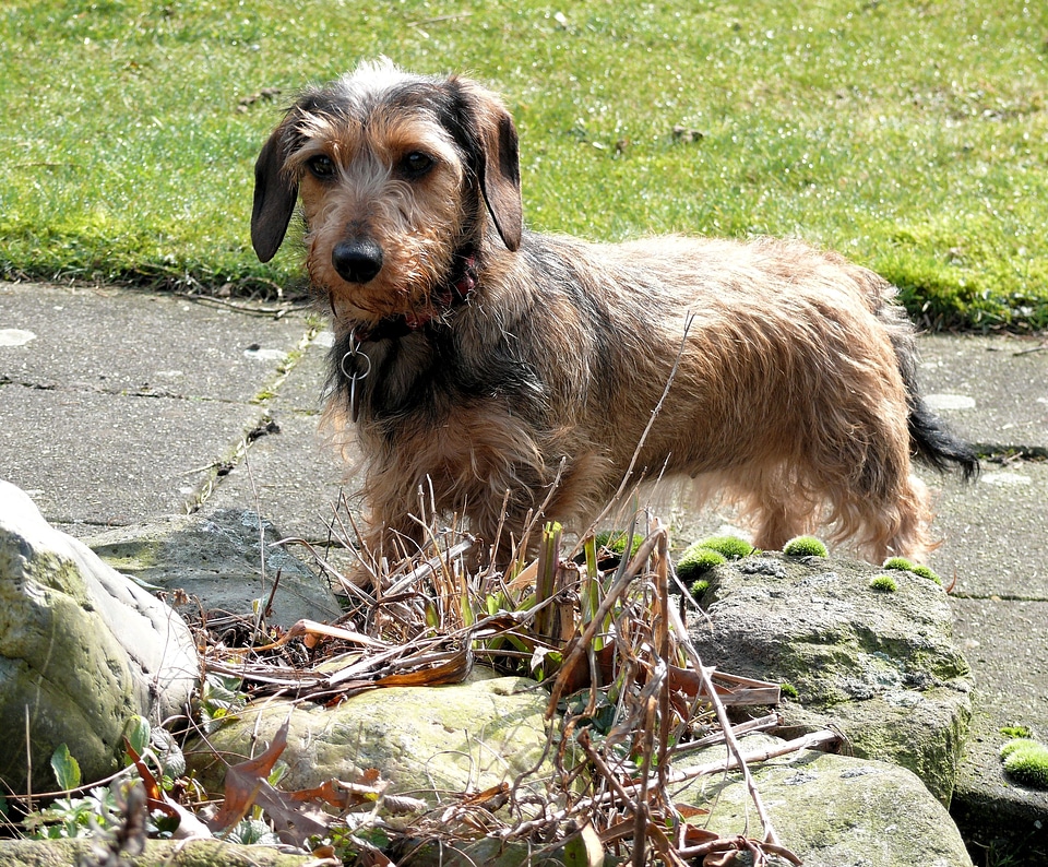 Kaninchen dachshund animal dog