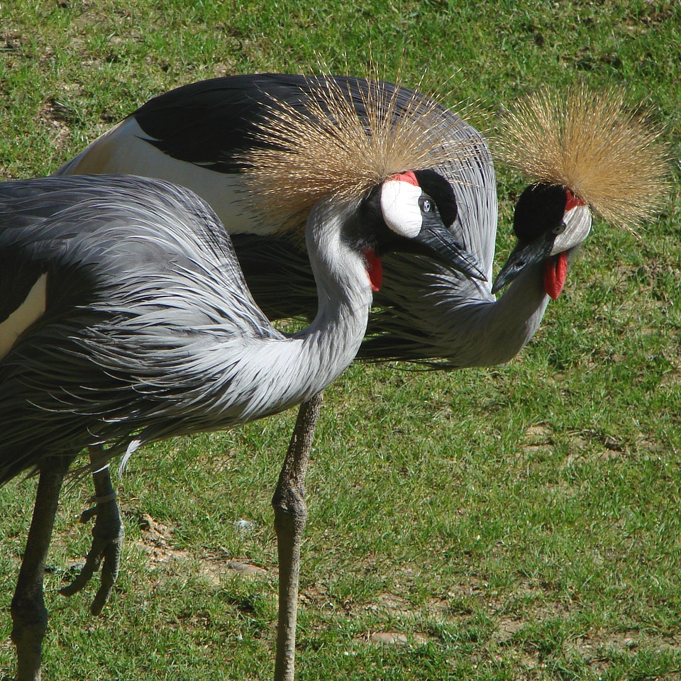 Crowned wildlife zoo