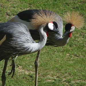 Crowned wildlife zoo photo