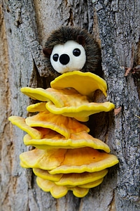 Mushroom sulphur ovinus hedgehog photo