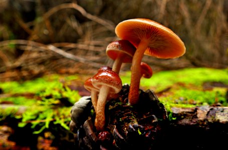 Brick Caps mushrooms (Hypholoma lateritium,) photo