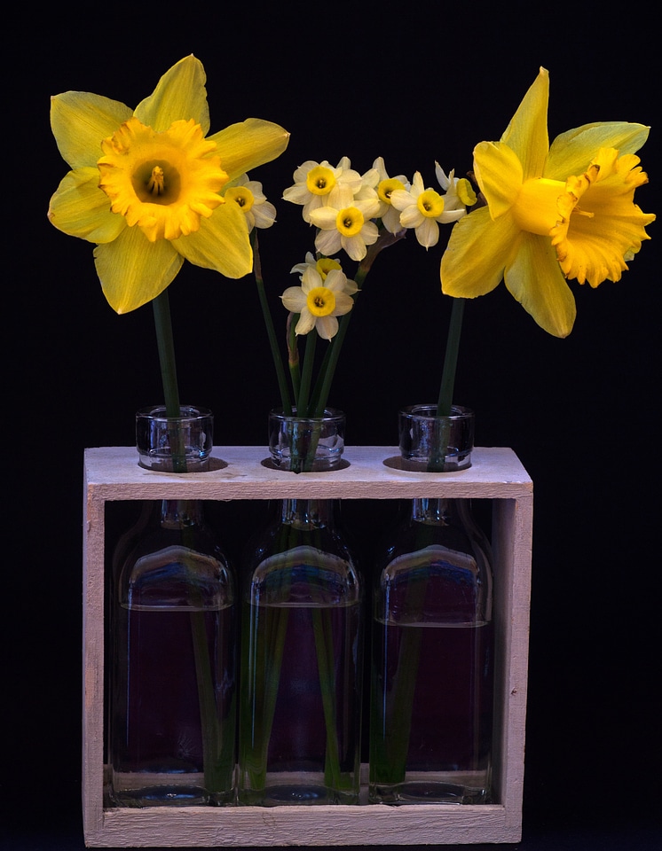 Osterglocken yellow daffodils bottles