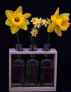 Osterglocken yellow daffodils bottles photo