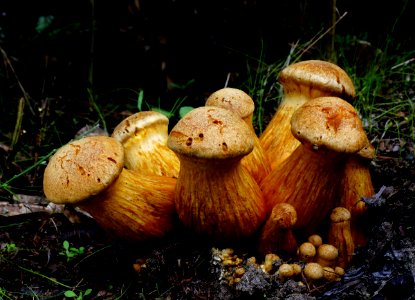 Gymnopilus. photo