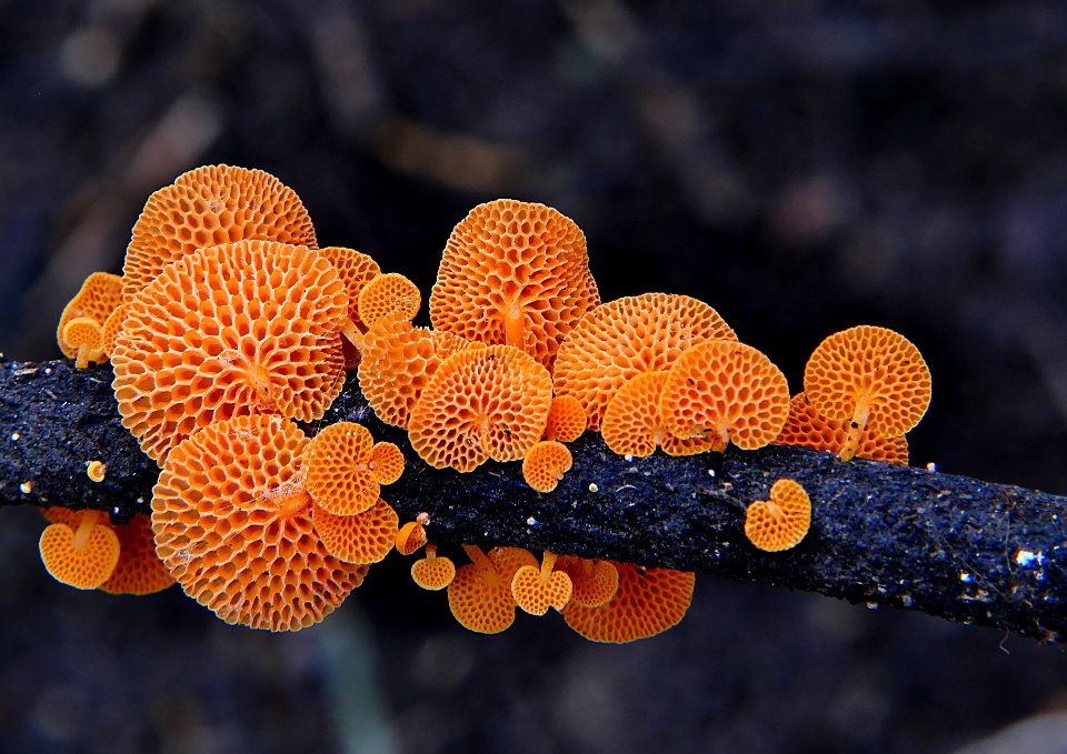 Favolaschia calocera - Orange Pore fungus,