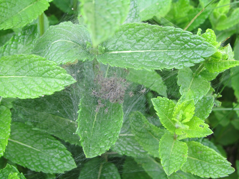 Spiders epeira tiara mint