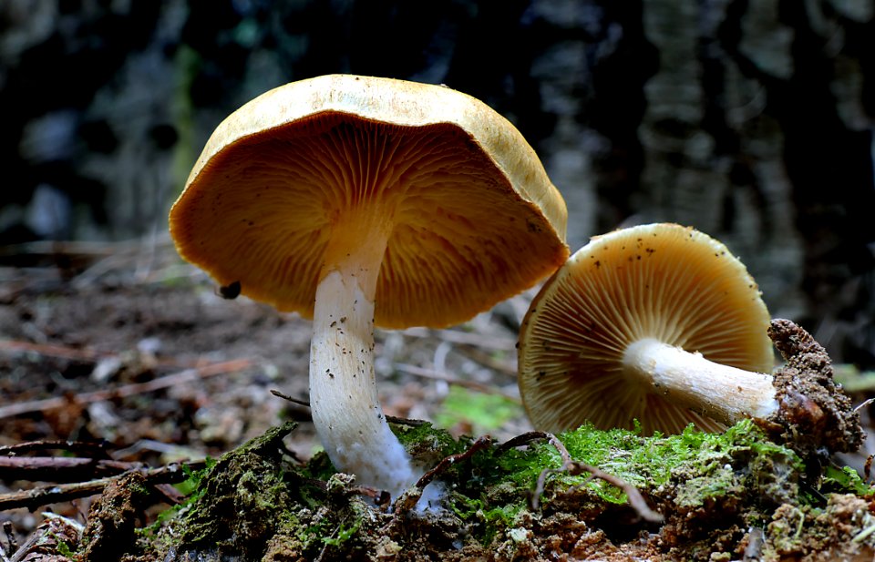 Gymnopilus eucalyptorum.