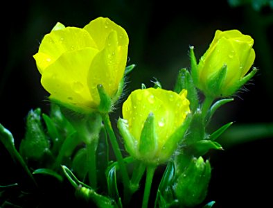 Crambe cordifolia photo