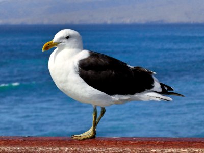 Black-backed gull New Zealand. photo
