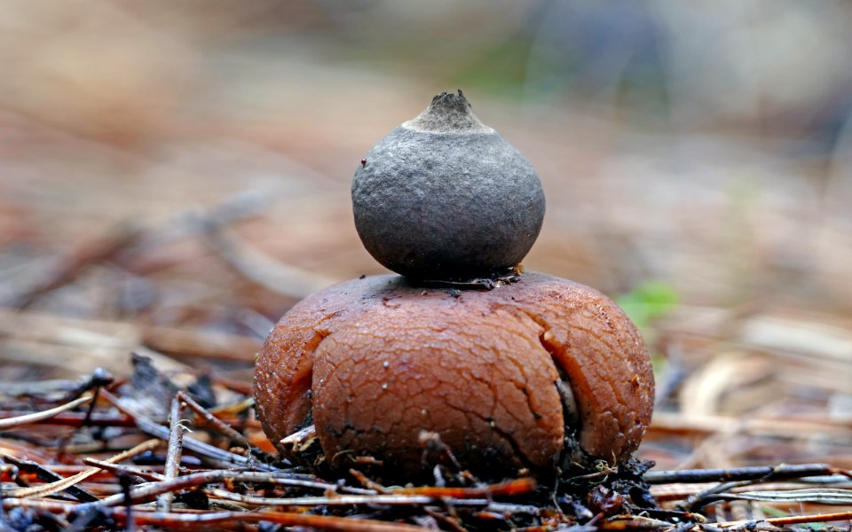 Geastrum  (earth star)