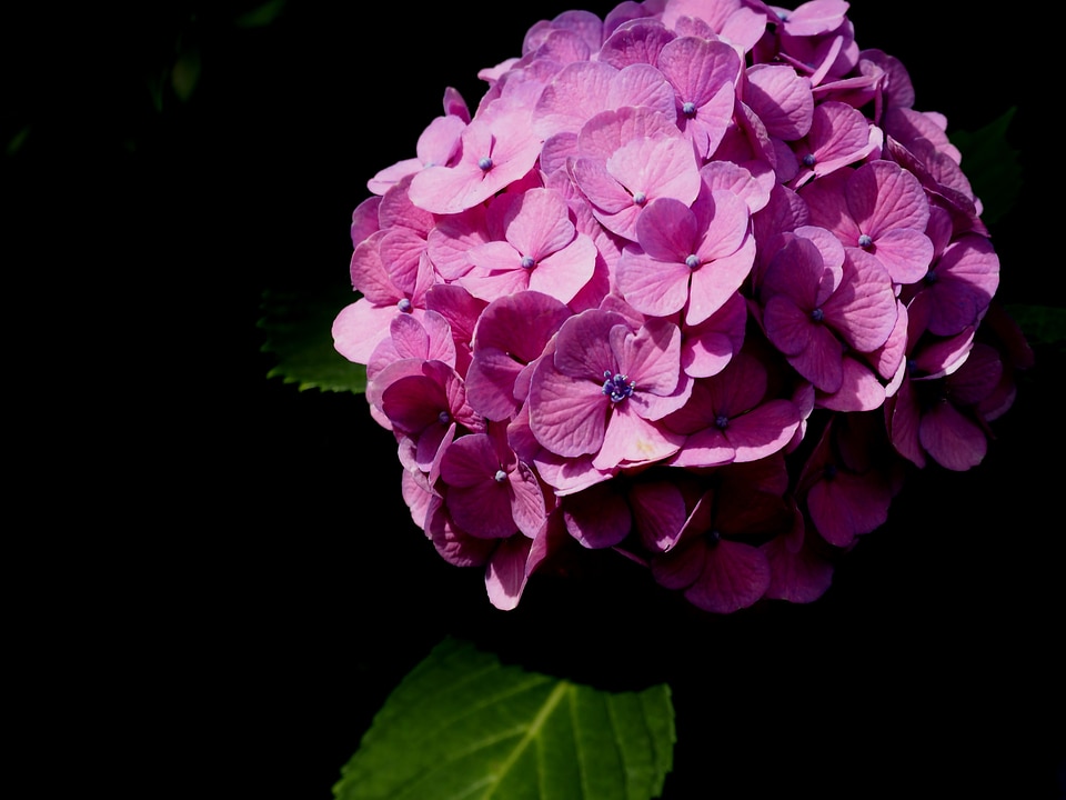 In the early summer plant flowers