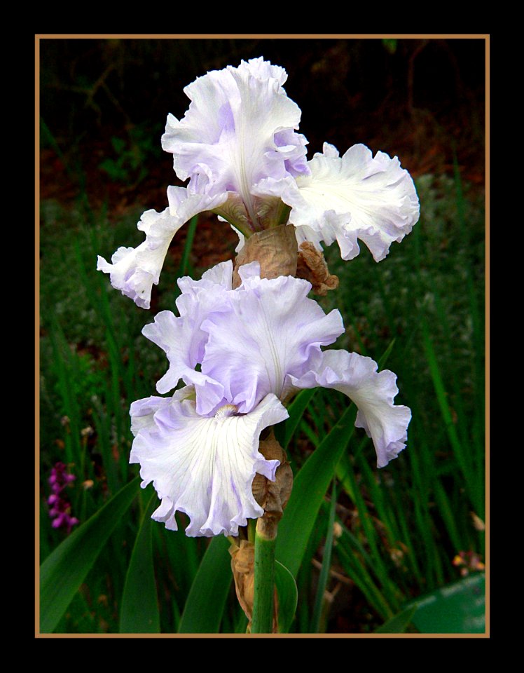 The Iris (10)