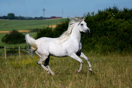 Dschesim 20164778