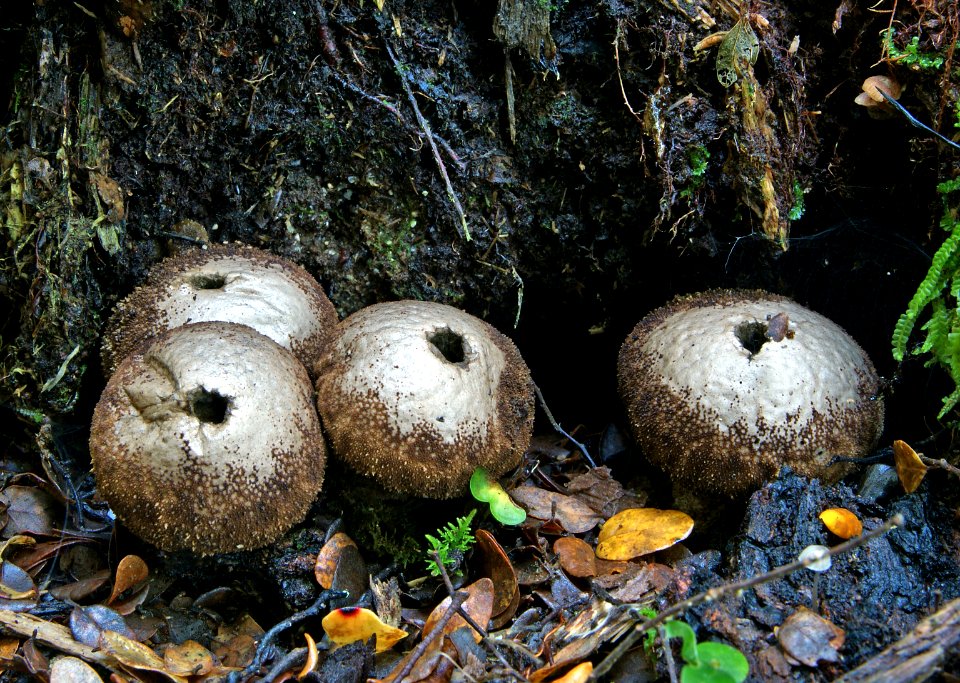 Puffballs - Lycoperdon sp.
