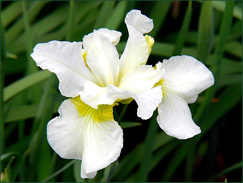 The Iris (13)