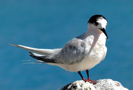 White fronted tern. NZ. photo