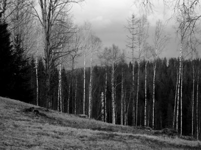 Birch forest photo