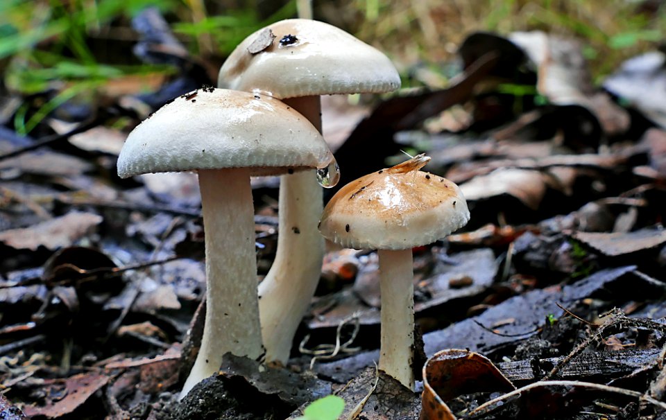 Cortinarius austroalbidus.