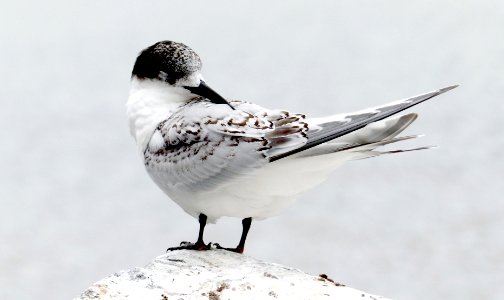 White-fronted Tern NZ photo