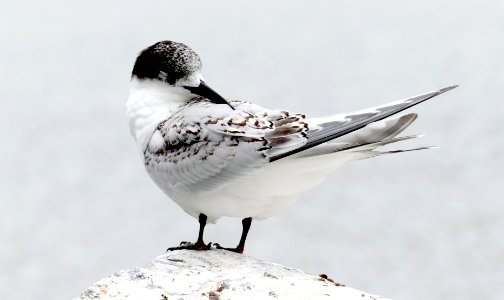 White-fronted Tern NZ