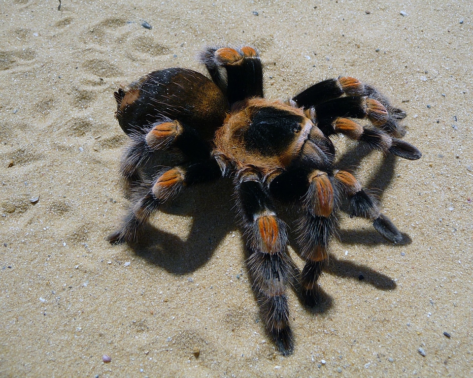 Red-kneed birdeater large
