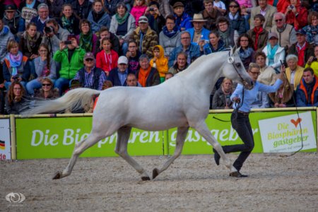 HP150203(c) Oliver-Seitz