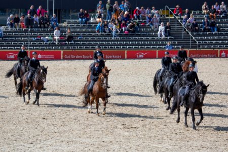 Quadrille 20161480