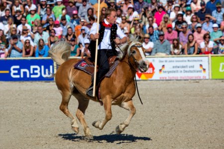 02Haflinger 20161756