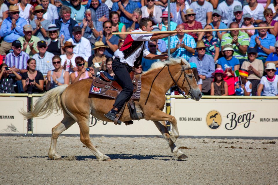 02Haflinger 20161737