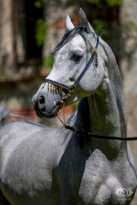 Naoufil-OSMarbach 796