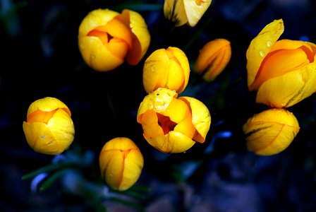 Crocus photo