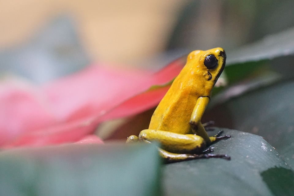 Frog small golden poison dart frog