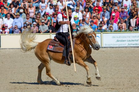 02Haflinger 20161767