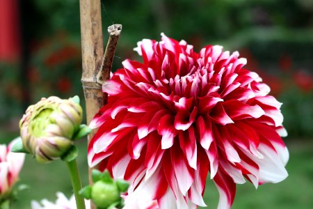 Flower close-up