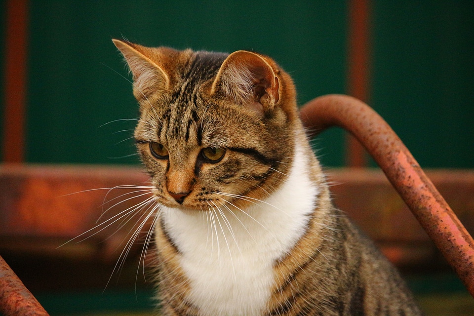 Rust cat's eyes young cat