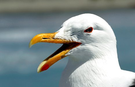Head of black backed gull. photo