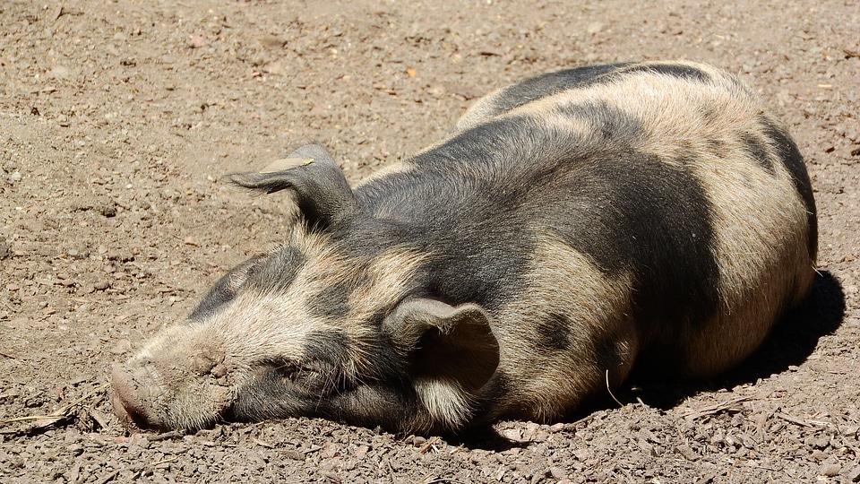 Peace rest farm animals
