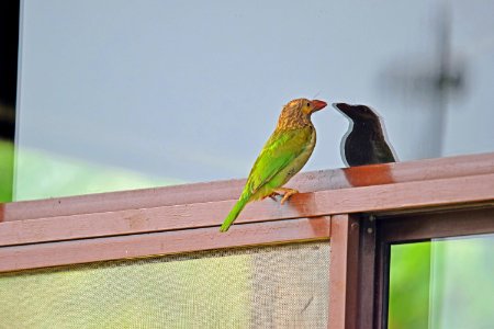 Lineated Barbet
