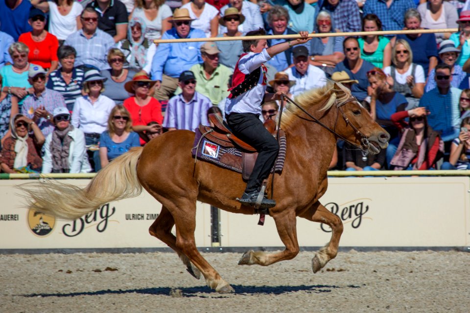 02Haflinger 20161715