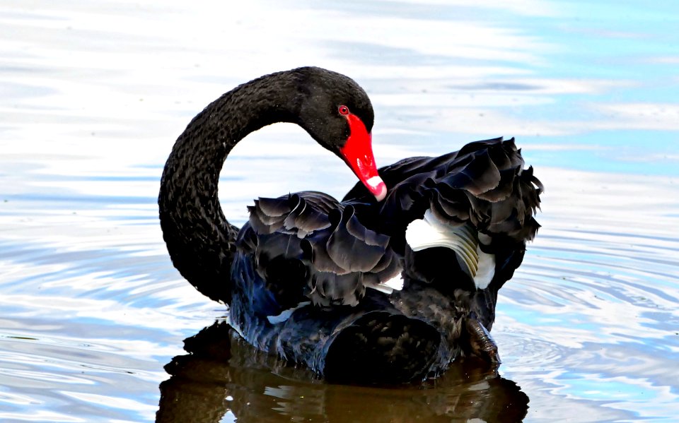 The black swan (Cygnus atratus)