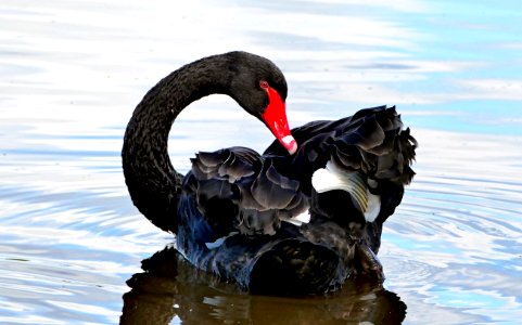 The black swan (Cygnus atratus) photo