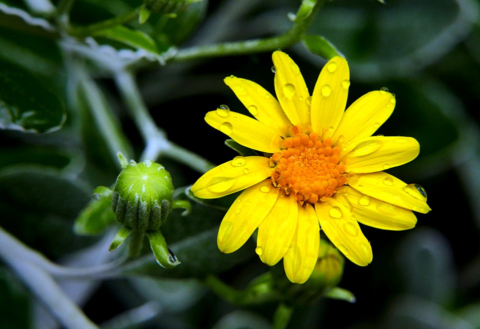Senecio - Daisy Bush.