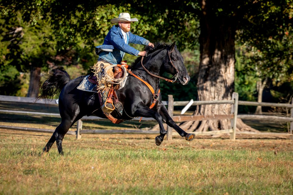Whitehall Equestrian