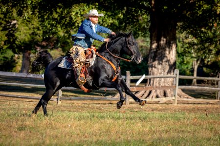 Whitehall Equestrian