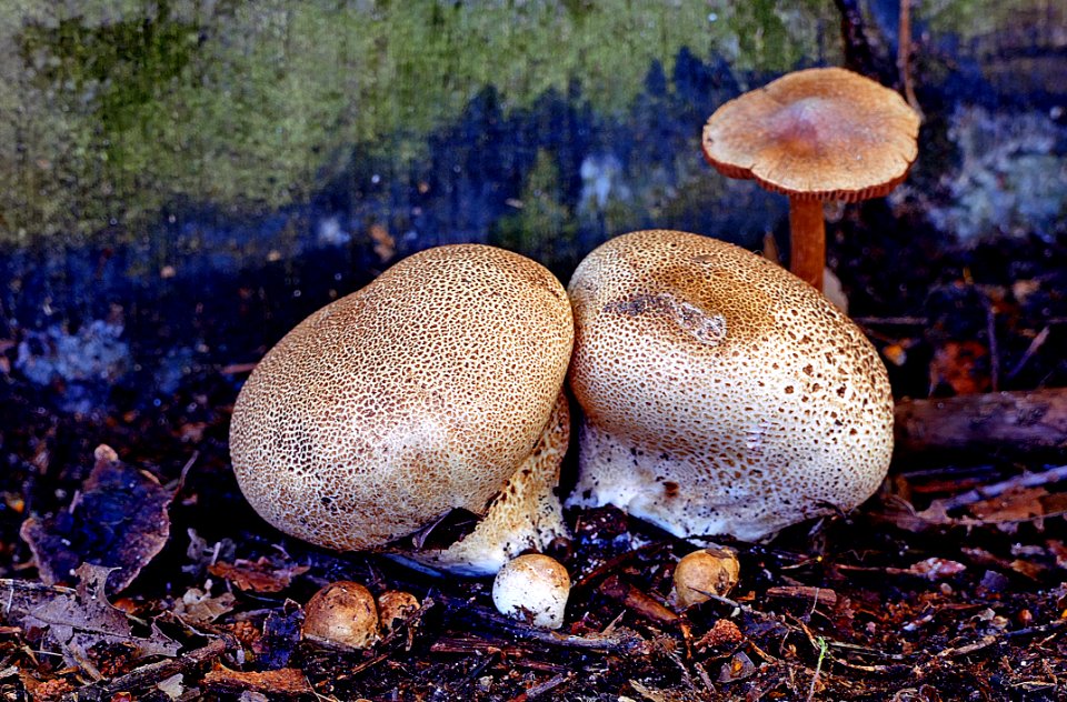 Calvatia (puffballs)