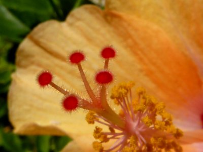 Macro