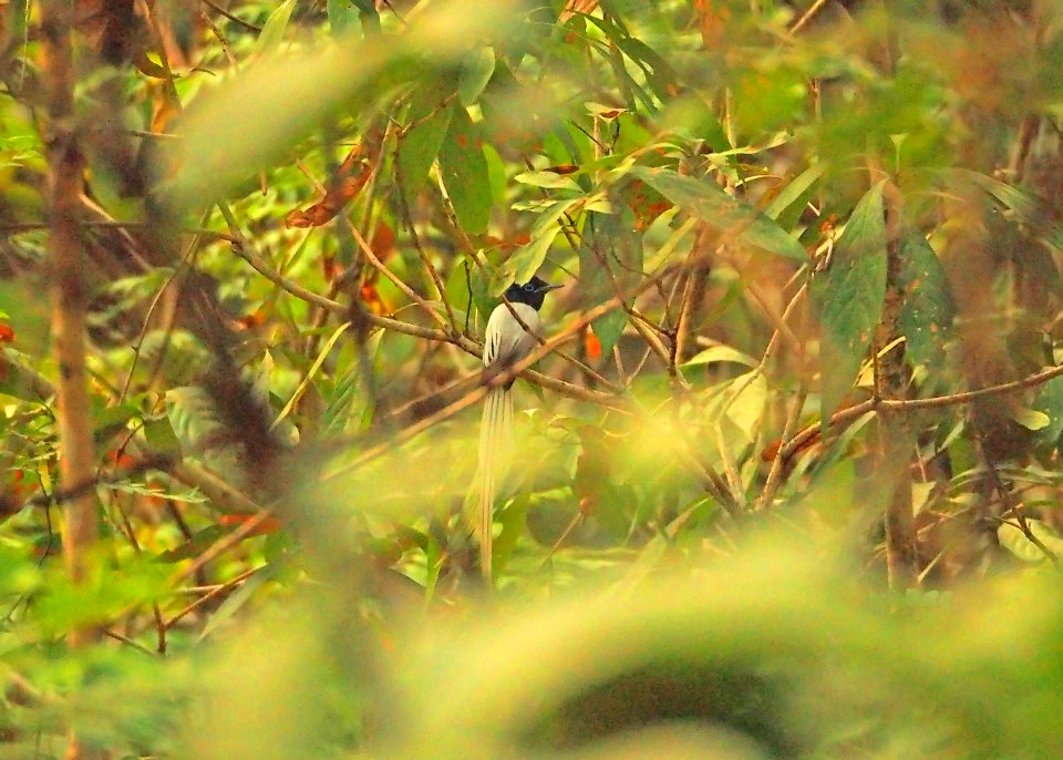 Indian Paradise Flycatcher (Male)