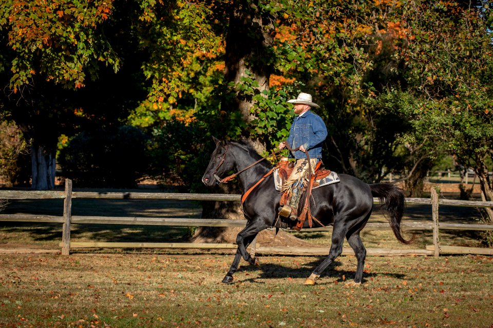 Whitehall Equestrian