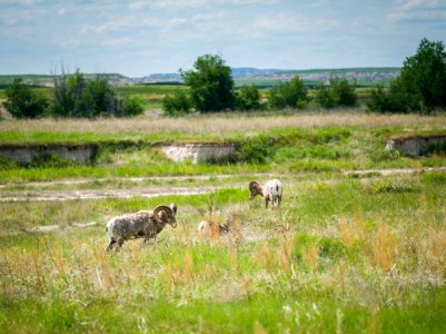 Big Horn Sheep in South Dakota photo